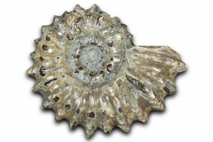 Bumpy Ammonite (Douvilleiceras) Fossil - Madagascar #343824